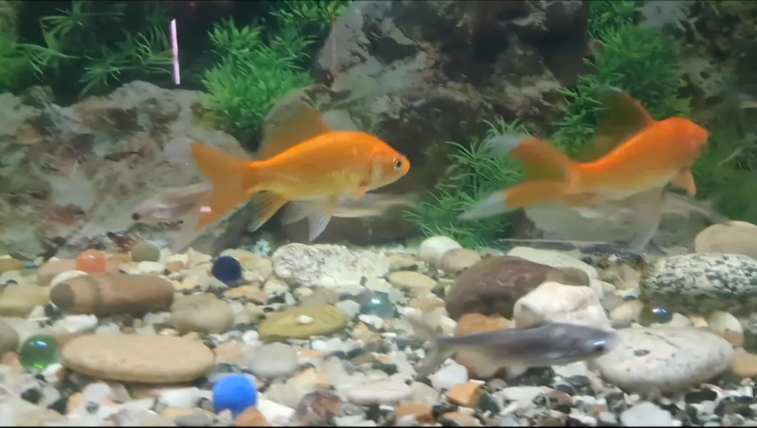 Fishes For Sale (Reasonable rates) — photo 7