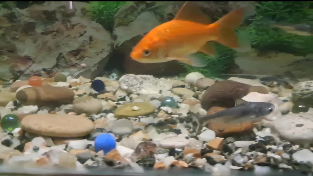 Fishes For Sale (Reasonable rates) — photo 8