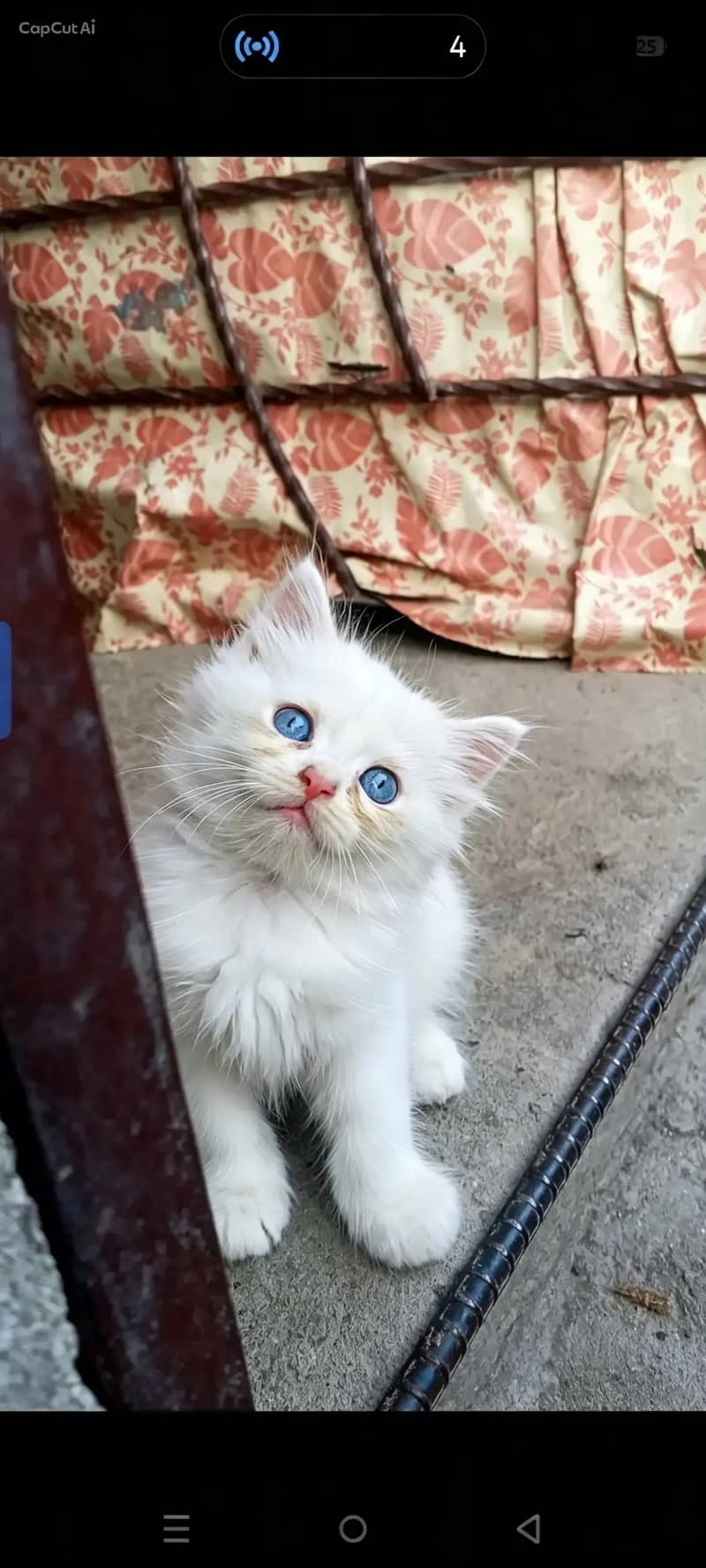 1month old 0