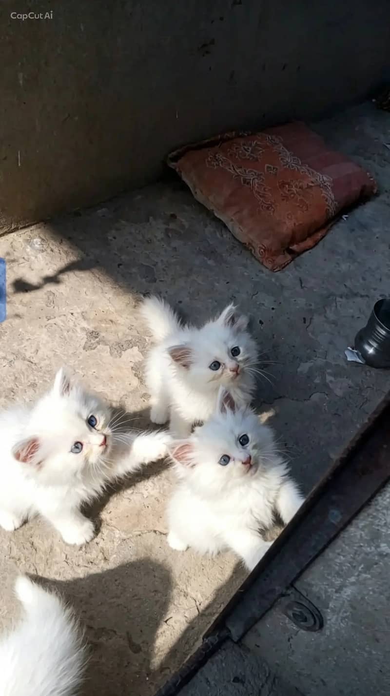 1month old 1