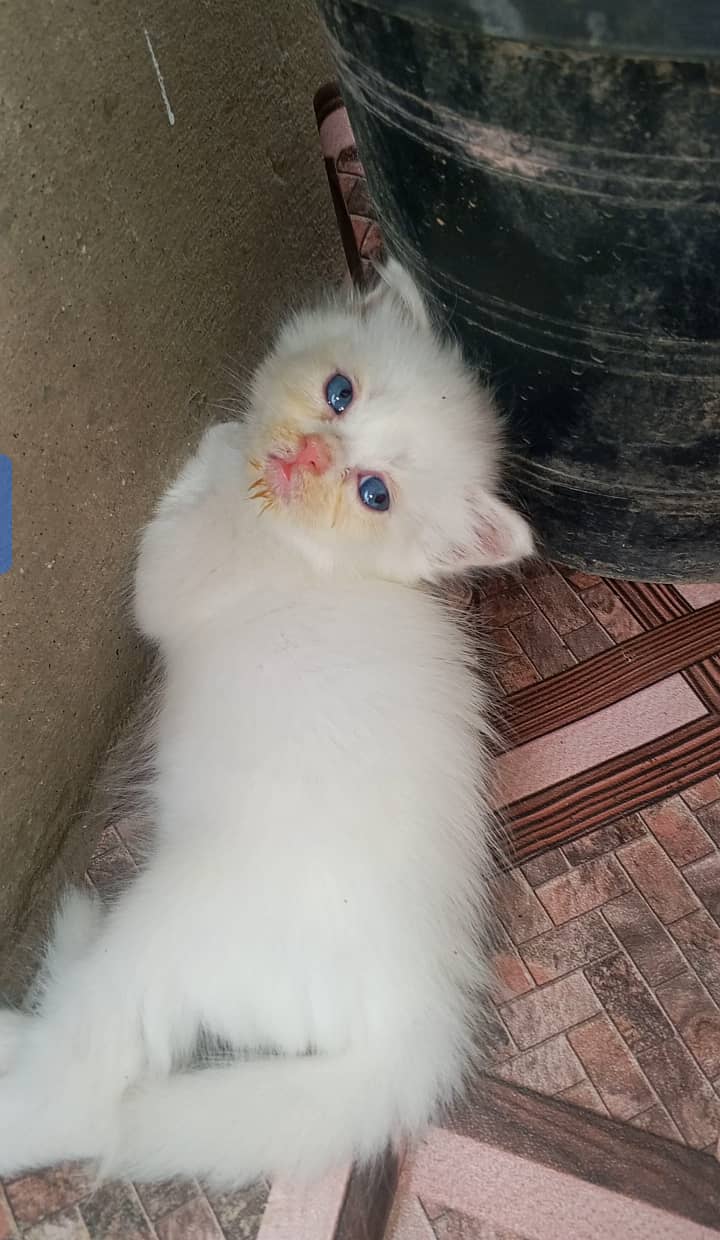 1month old 2
