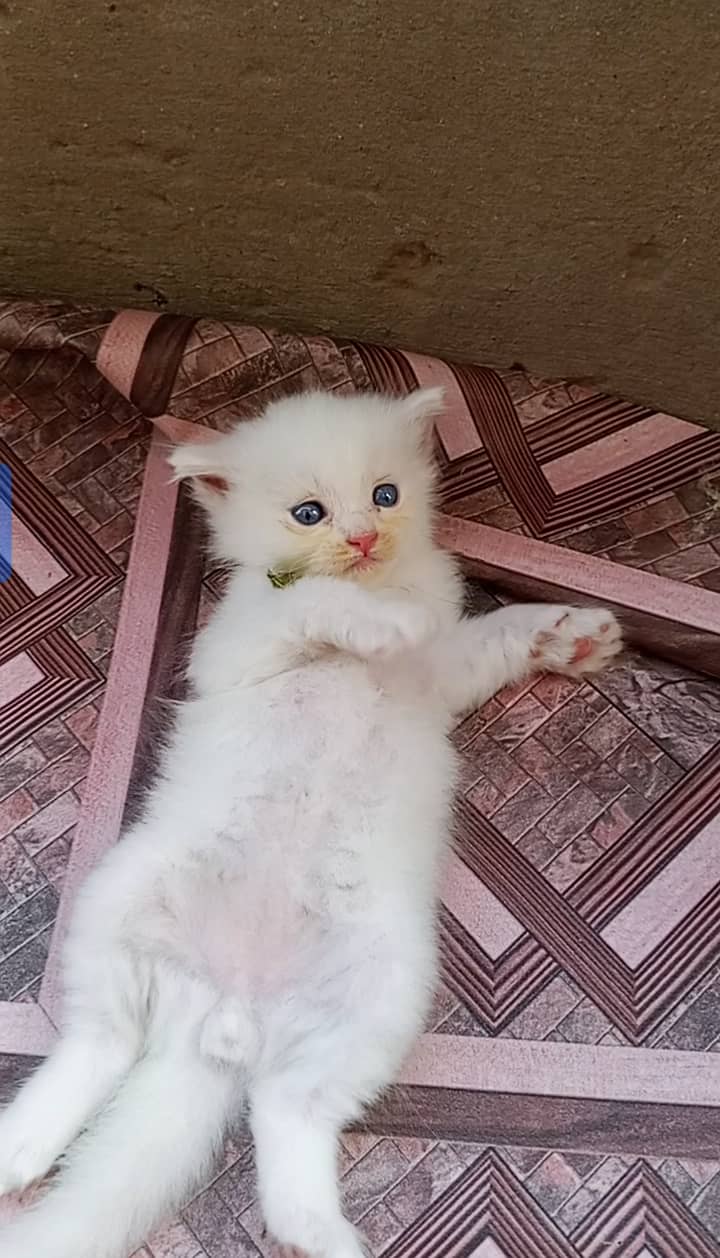 1month old 3