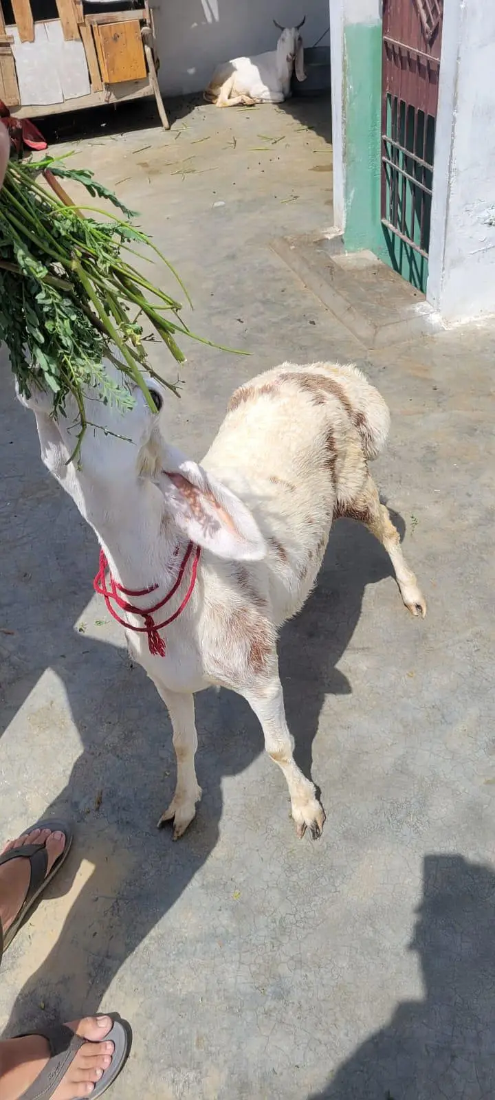 white dumbi tota face — photo 2