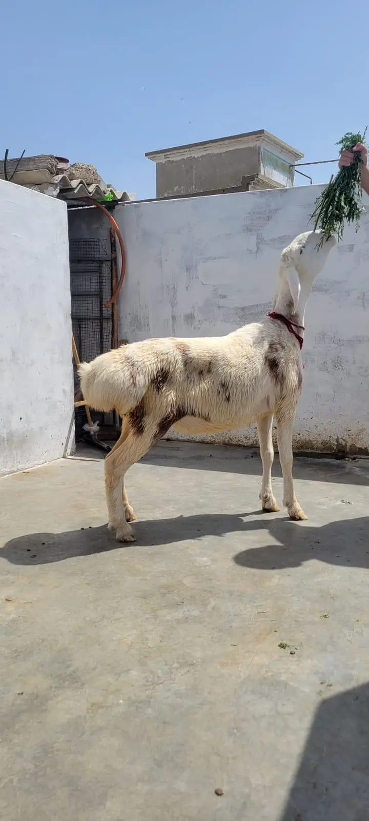 white dumbi tota face — photo 4