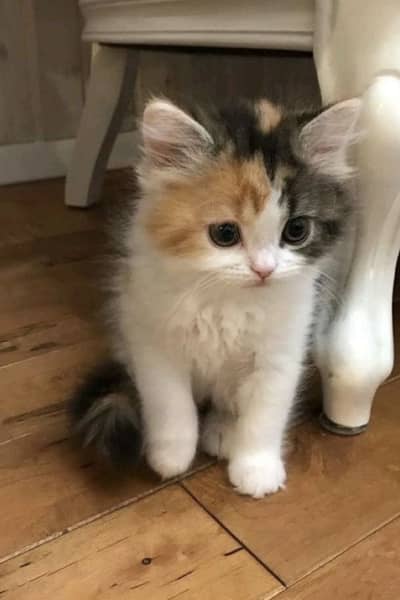Persian calico female kitten