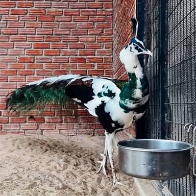 White Pied Peacock For Sale