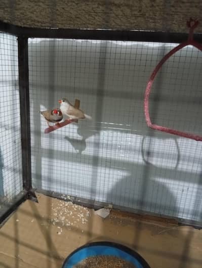 Finch pair with cage