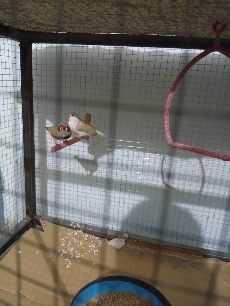 Finch pair with cage 0