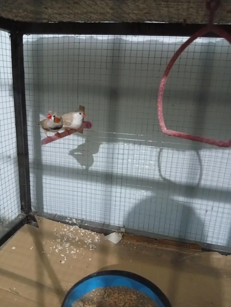 Finch pair with cage — photo 2
