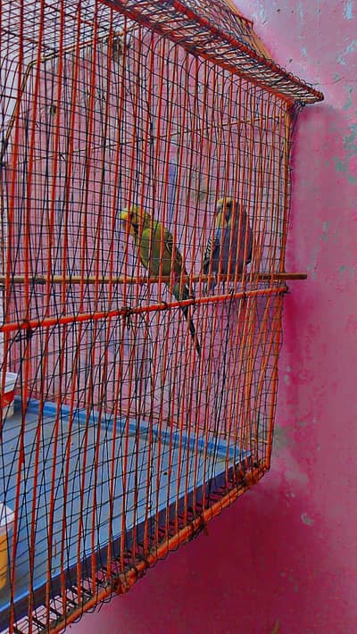AUSTRALIAN PARROTS PAIR