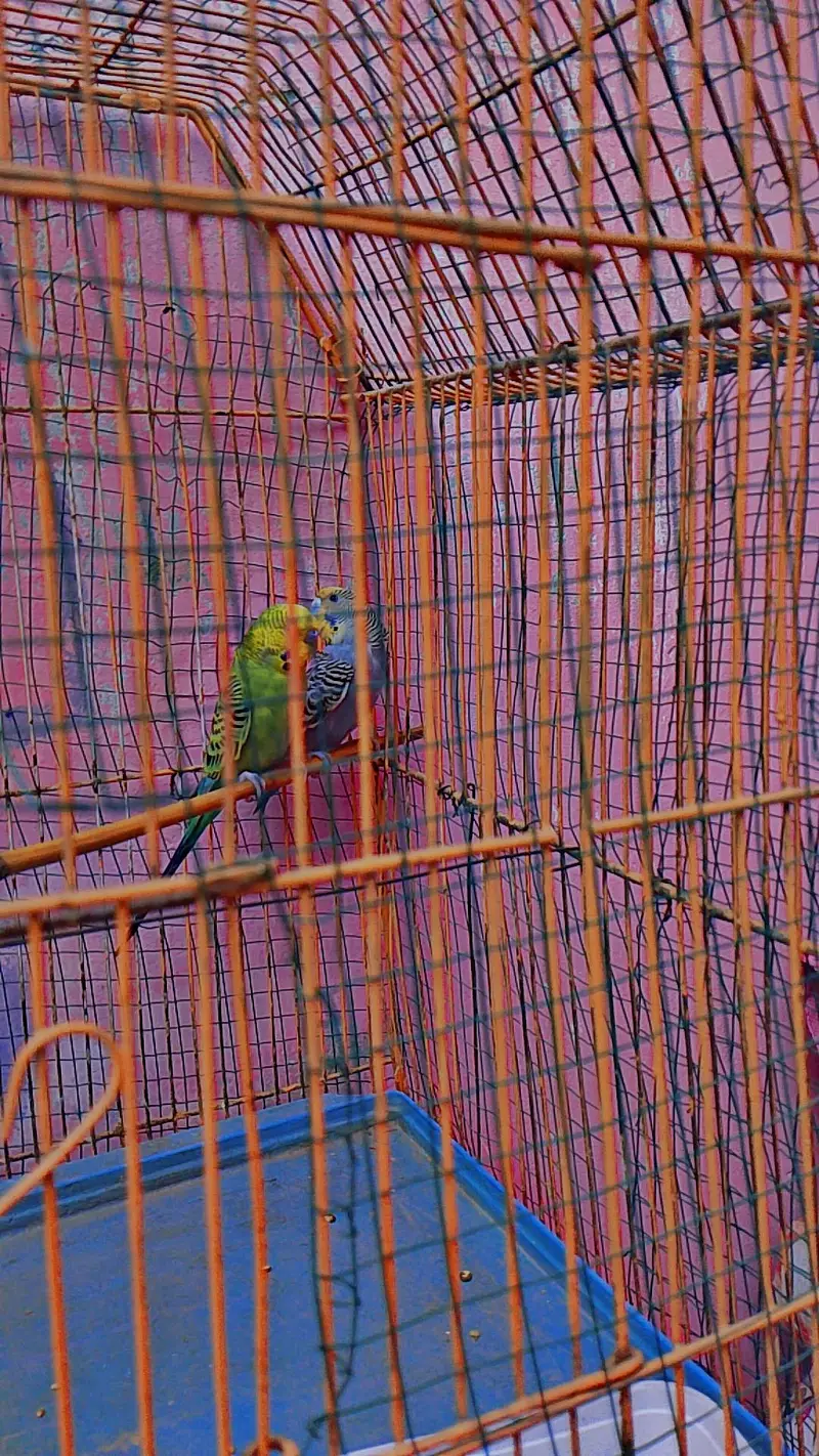 AUSTRALIAN PARROTS PAIR — photo 2