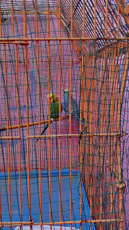 AUSTRALIAN PARROTS PAIR — photo 3