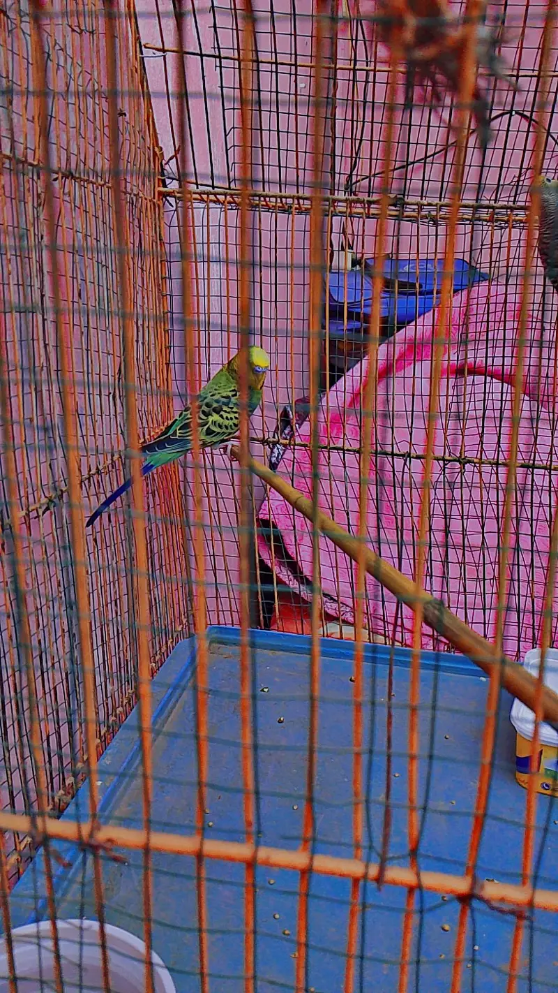 AUSTRALIAN PARROTS PAIR — photo 4
