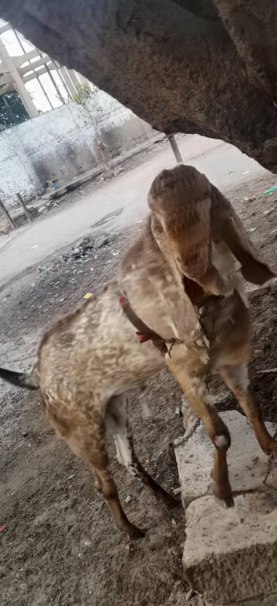 cheeni makki bakra