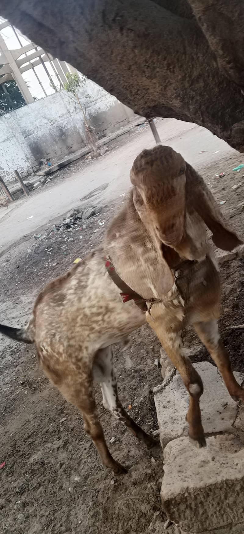 cheeni makki bakra 0