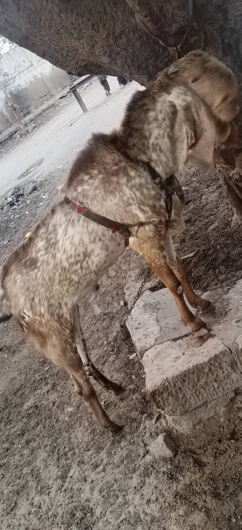 cheeni makki bakra 1