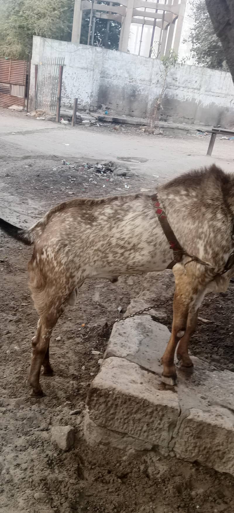 cheeni makki bakra 2