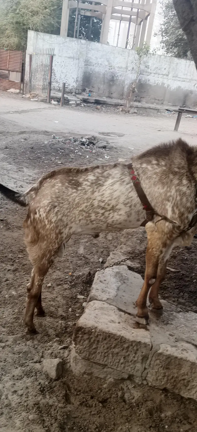 cheeni makki bakra — photo 3
