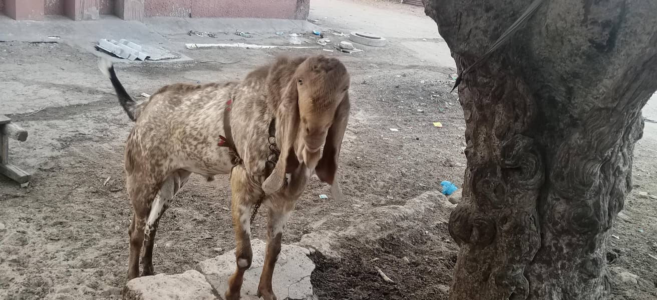 cheeni makki bakra 3