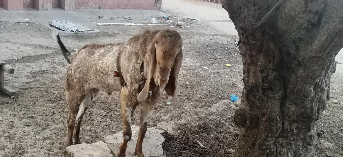 cheeni makki bakra — photo 4