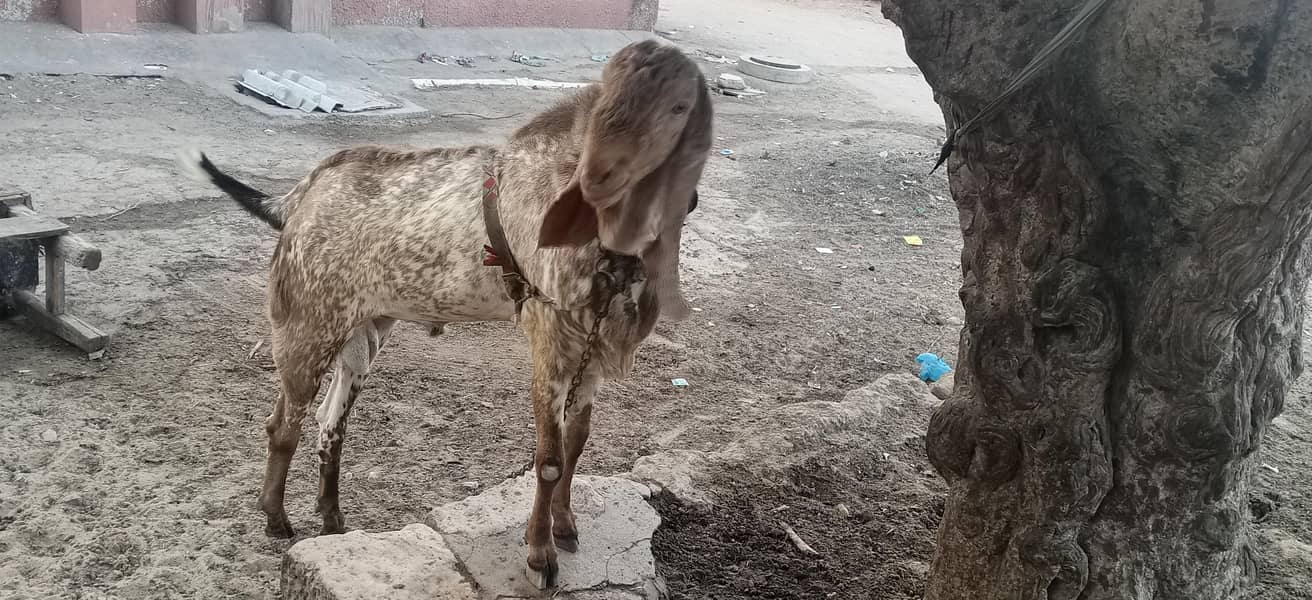 cheeni makki bakra 4