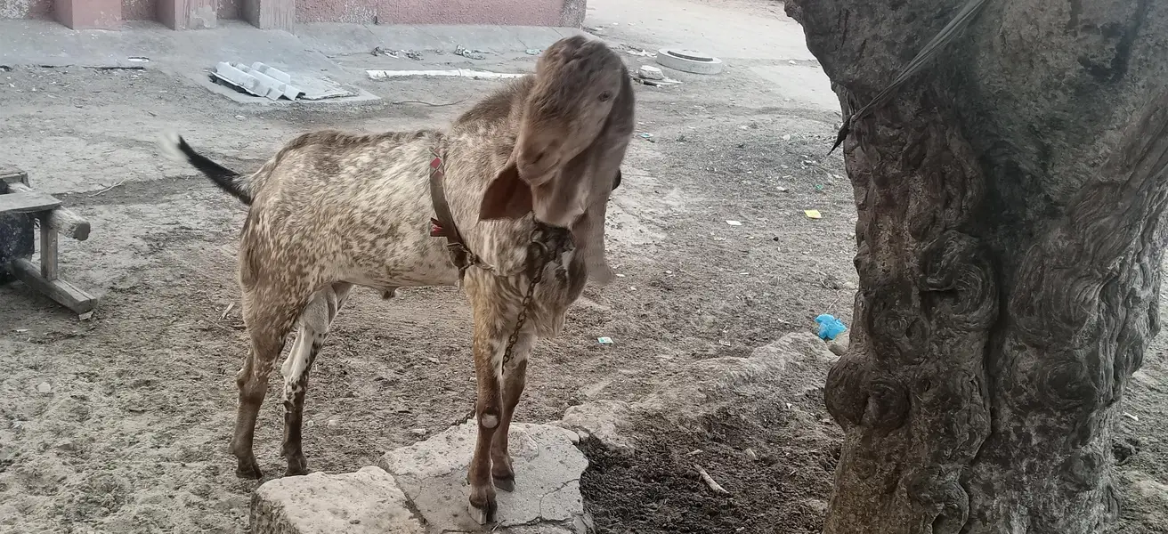 cheeni makki bakra — photo 5