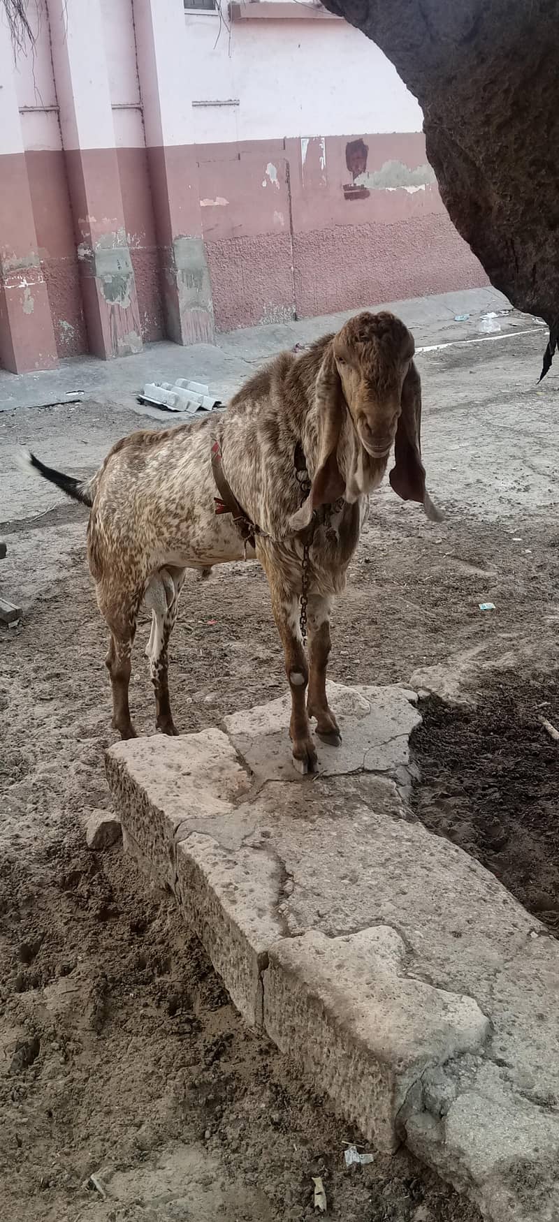 cheeni makki bakra 5