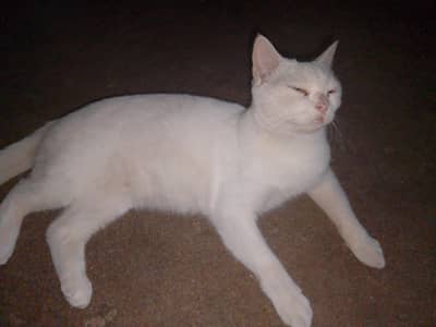 finpanish