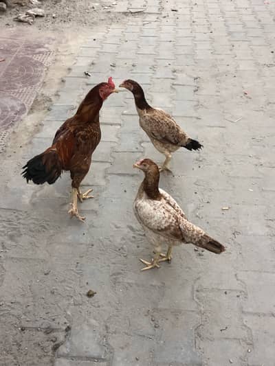 Aseel Murgha and Murghee for sale