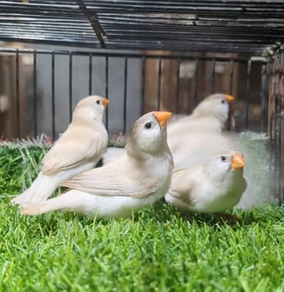 Finch Mutation females for Sale