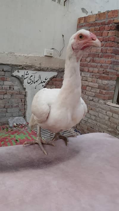 paper wight aseel Madi