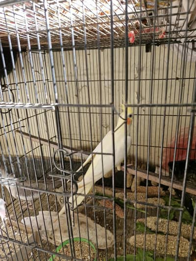 Cocktail breeding pair for sale