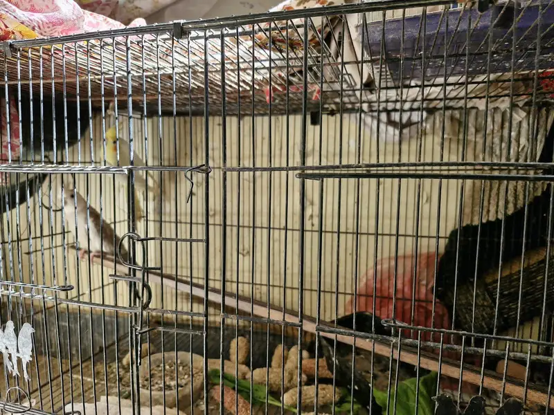 Cocktail breeding pair for sale — photo 2