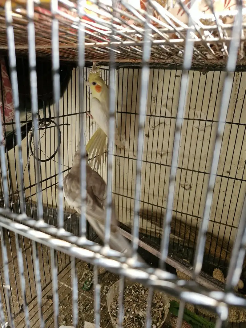 Cocktail breeding pair for sale — photo 3