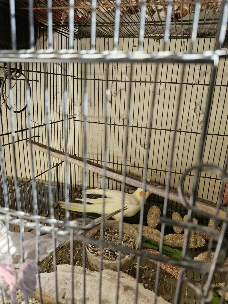 Cocktail breeding pair for sale — photo 4
