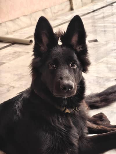 Black Shepherd | Belgium Shepherd | 4 months | King Size