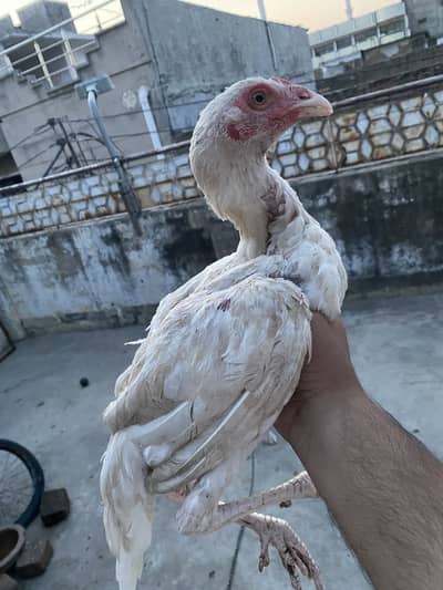 Aseel patha pathi pair for sale murga murgi