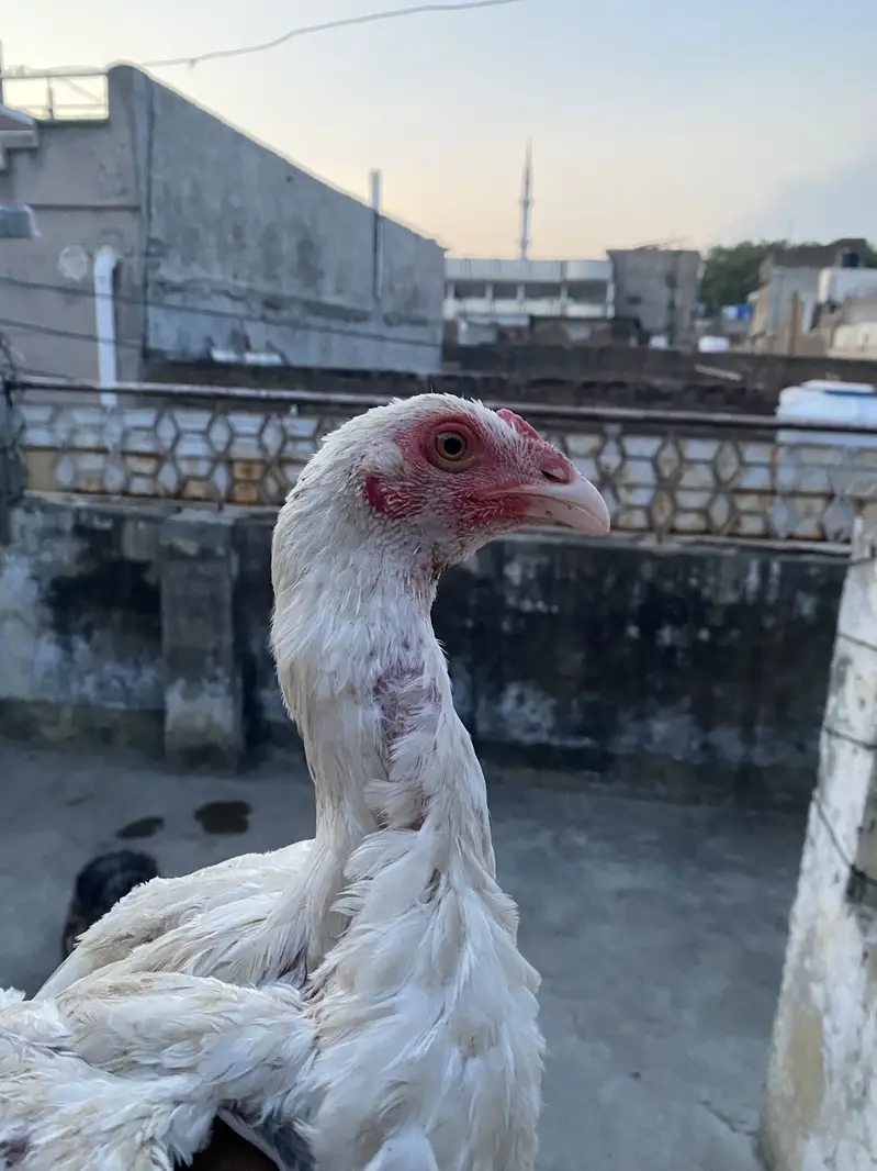 Aseel patha pathi pair for sale murga murgi — photo 2