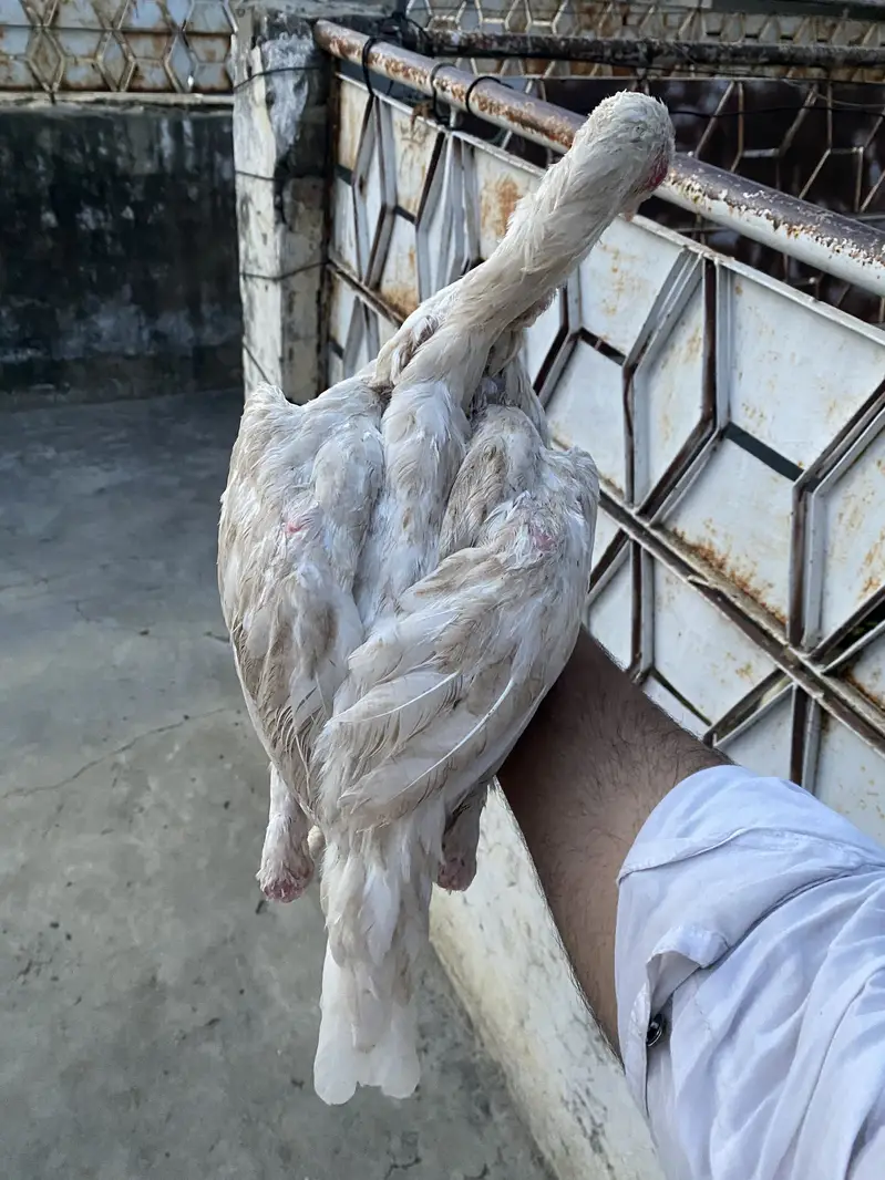Aseel patha pathi pair for sale murga murgi — photo 6
