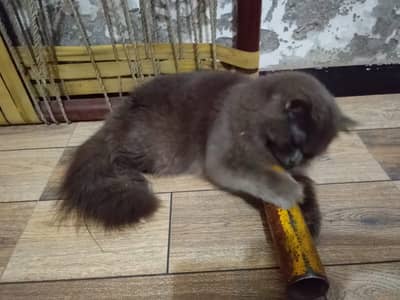 All okay breeder male 100 ok
