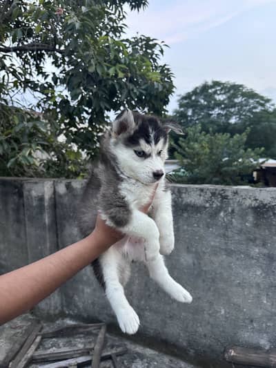 Siberian Husky puppy Wooly Coat