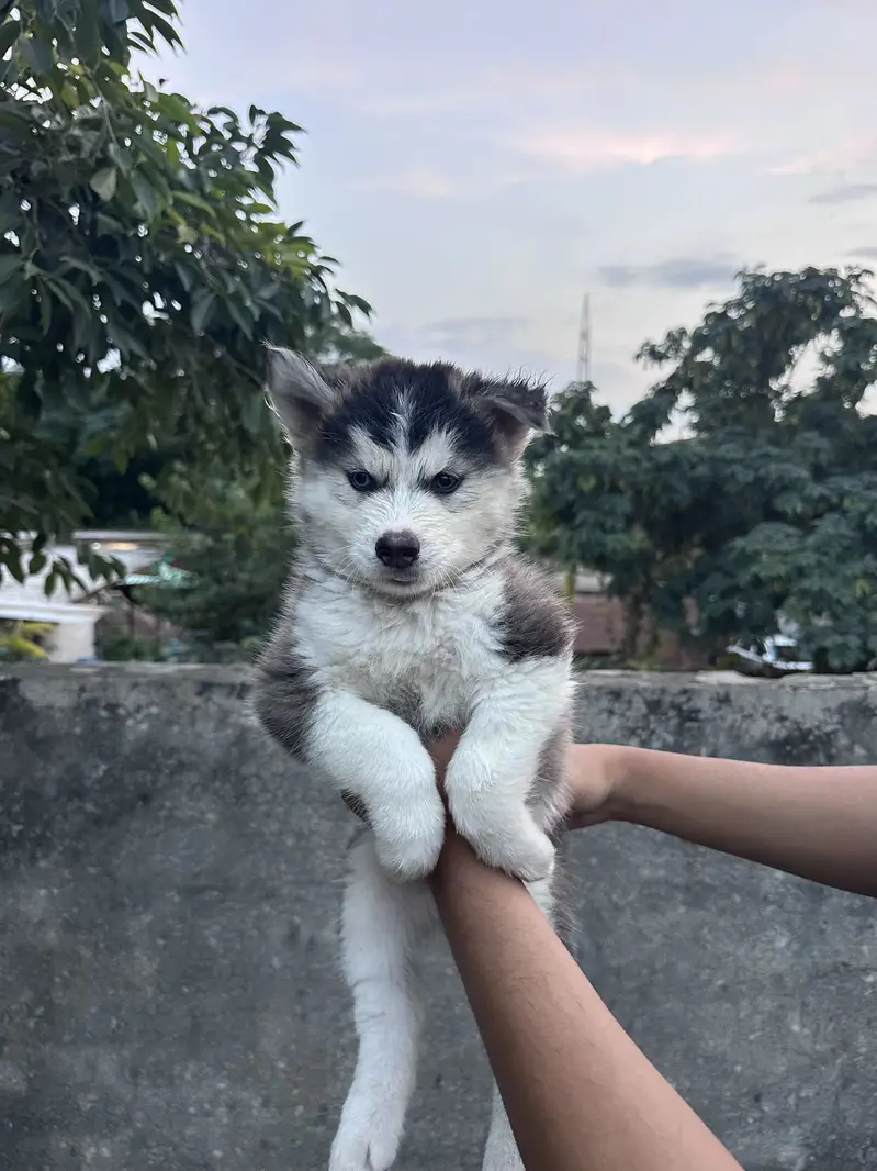 Siberian Husky puppy Wooly Coat — photo 2