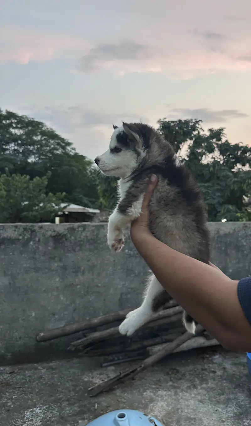 Siberian Husky puppy Wooly Coat — photo 3