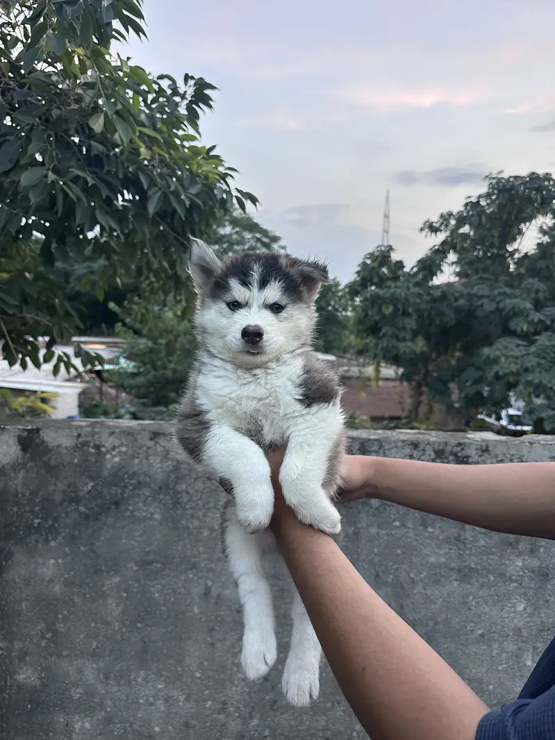 Siberian Husky puppy Wooly Coat — photo 4