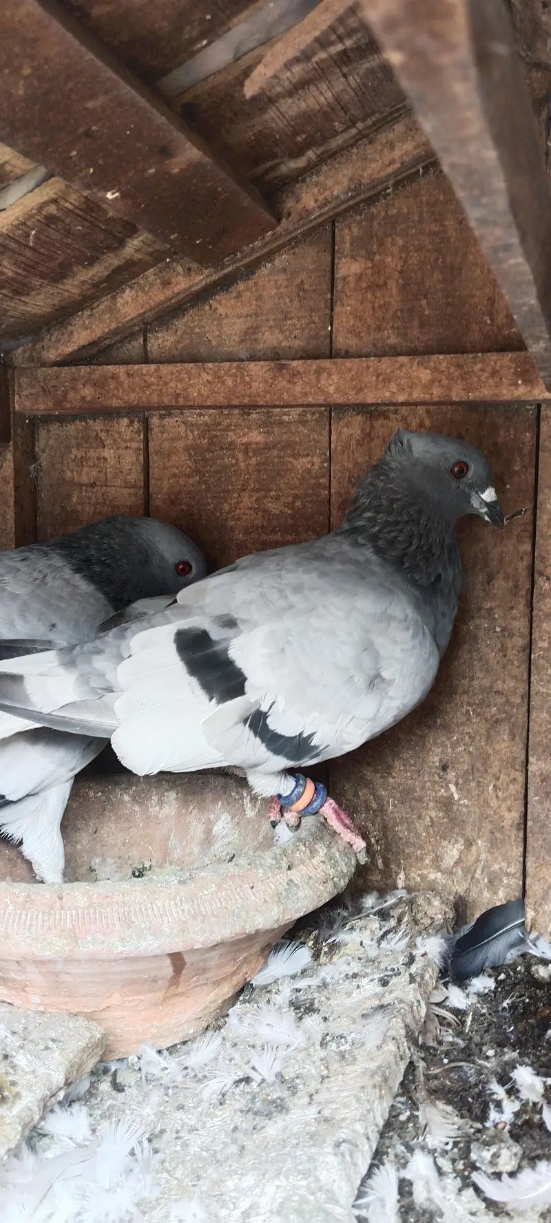 baredar pair f s Multan watsap o3137101886 — photo 2