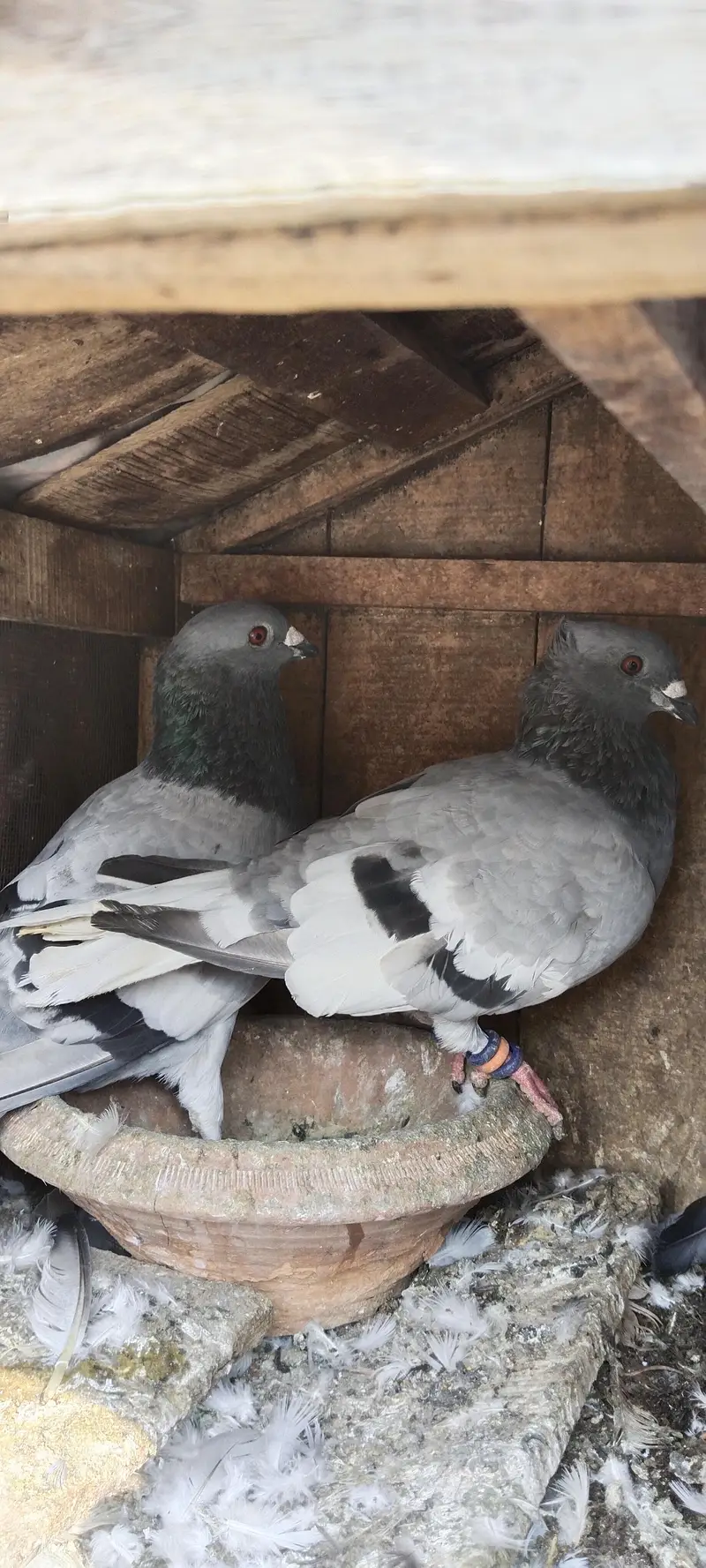 baredar pair f s Multan watsap o3137101886 — photo 3