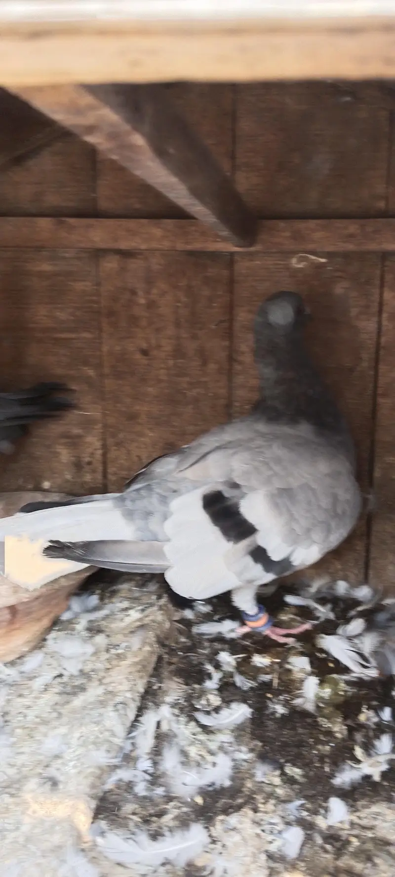 baredar pair f s Multan watsap o3137101886 — photo 4