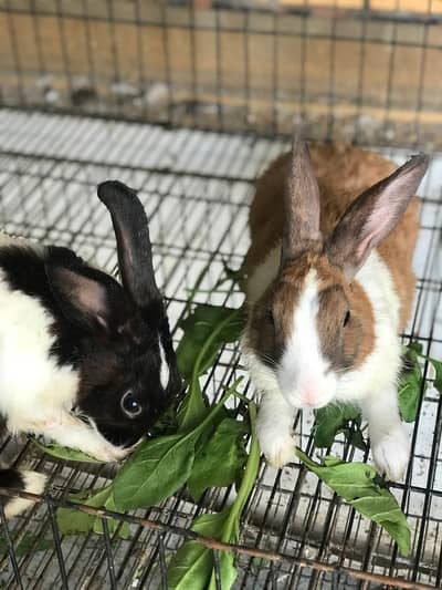Price 2800 ha pair ha Male female breeder pair ha bachy bhi dety hain