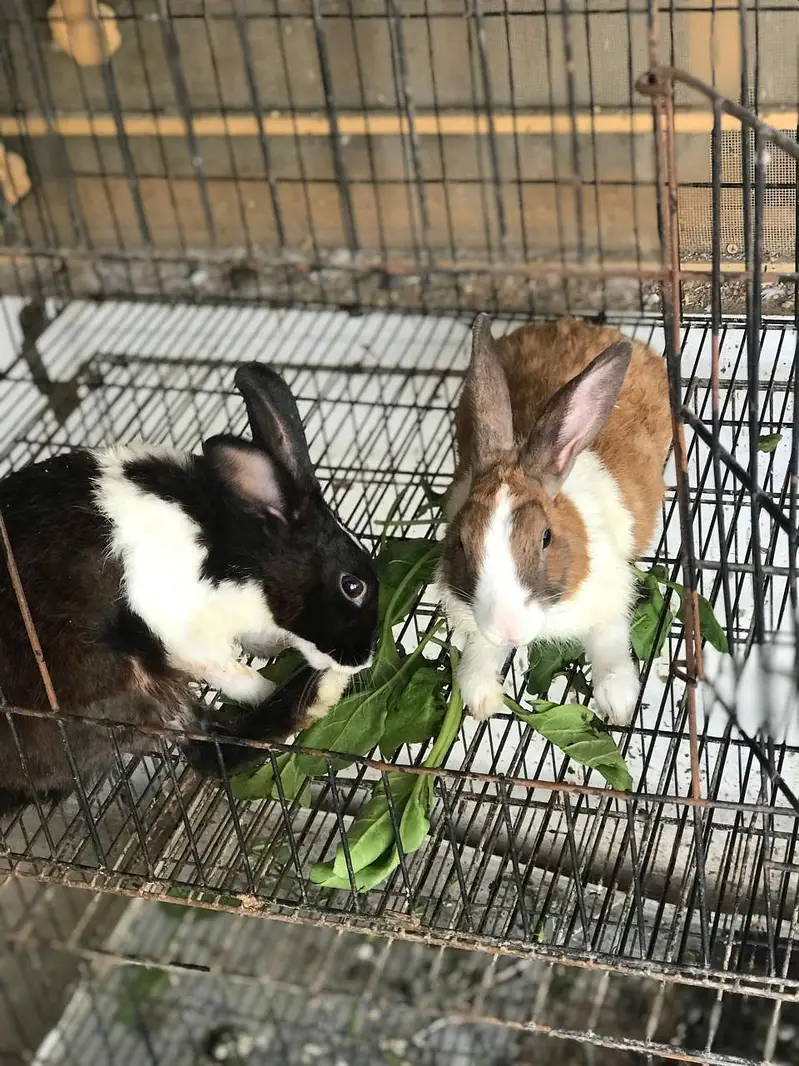Price 2800 ha pair ha Male female breeder pair ha bachy bhi dety hain — photo 3