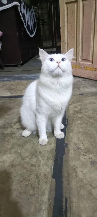 Blue eyes triple coated